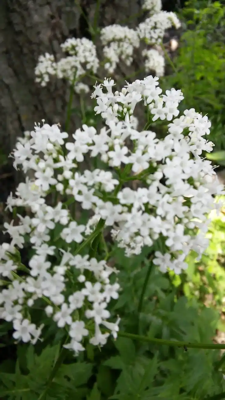 Valerian root
